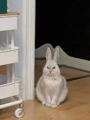 清秀
