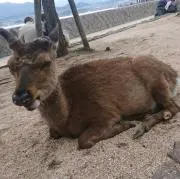 そらの画像