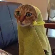 タイガージャパン