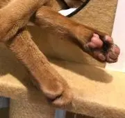 はるちゃんの画像