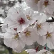 さくらの画像