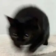 Aの画像