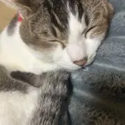 桃の画像