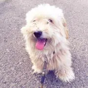 ibuibu
