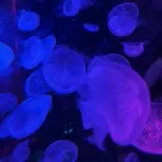 れんの画像