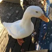 ☆がぁこ☆の画像