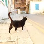 ちぃねこ◯の画像