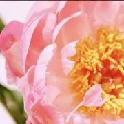 ピオニーフラワーの画像