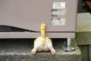 asatakaの画像