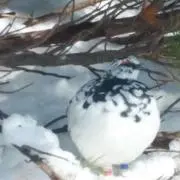 ライちゃんの画像