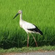 aaの画像