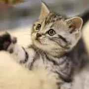 せっつん