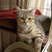 いちごねこ