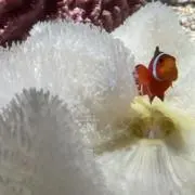 まかろん