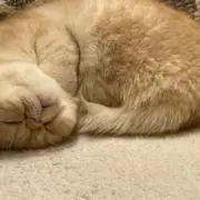 のこまるの画像