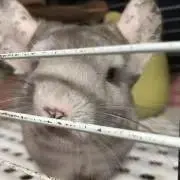 トモモンガの画像
