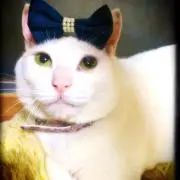 ◡̈◡̈♥︎チキン