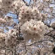 lienの画像