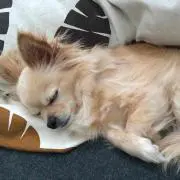 大手