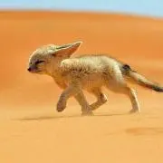 あむの画像