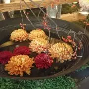 Ruuの画像