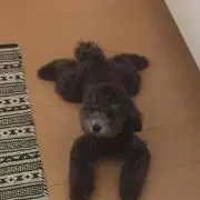 アカリン