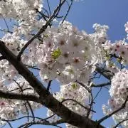 yukori 【断捨離中】の画像