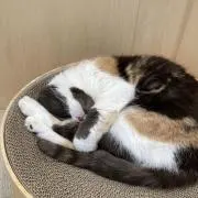みかんの画像