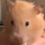 うさちゅうの画像