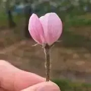 mugimiの画像