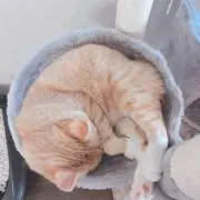 yuzuの画像