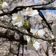 礼亜☆プロフ必読☆の画像
