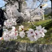 cotaの画像