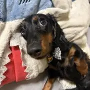 けん