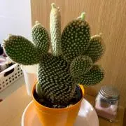 はっちゃんの画像