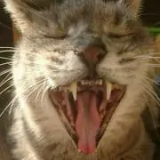 岩ちゃんの画像