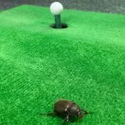 たいっちゃんの画像