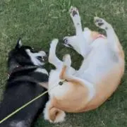 hamaaiの画像