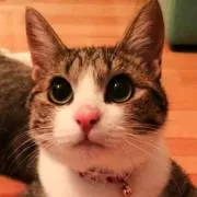 meimeの画像
