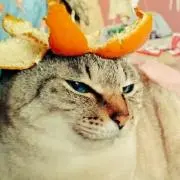 さゆ村【サマーセール開幕！！！】の画像