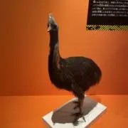 hinotoriの画像