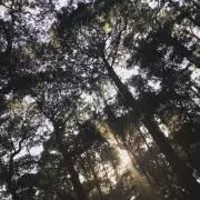 たまの画像
