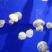 Cona☆の画像