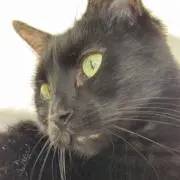 キニーの画像