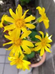 石蕗の画像