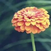 みつばち