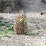 よしゅんの画像