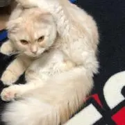 シェン