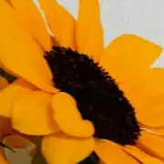 ひまわりんの画像
