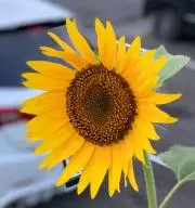 ヤマPの画像